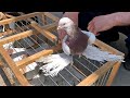 Птичий рынок г. Ташкент - ГОЛУБИ (23.04.2022) / Uzbek Pigeons / Usbekische tauben