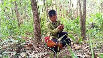 Dib qaib qus tuaj zoo heev li 4/11/2024