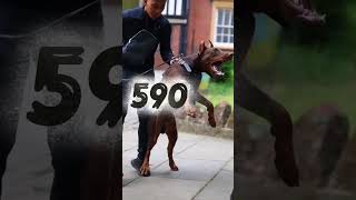 दुनिया की तीसरा सबसे खतरनाक जानवर।। #dog #dangerous #danger #animals #viralvideo