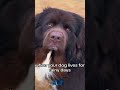 You Won&#39;t Believe My Dog&#39;s New Look! #dogs #puppy #doggybestfriend