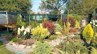 картинка: Наш Сад декоративних рослин 🌲🌿🌺 (Знайомство з каналом)