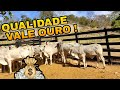 COMO ESTÁ O PREÇO DO BEZERRO NELORE? CONFIRA AQUI A QUALIDADE