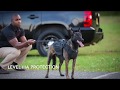 Police Military K-9 body armor vest: Level IIIA and Stab Protection 221B Titan K-9 Vest Police Military K-9 body armor vest: Level IIIA and Stab Protection 221B Titan K-9 Vest