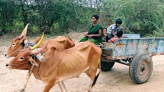 #village women driving in bullockcart |bullocks performance Vs girl driving |bullockrace