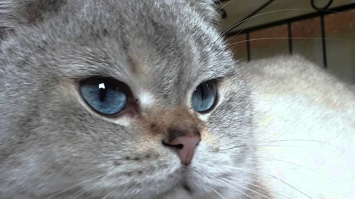 Watch the video about British Shorthair .Golden point