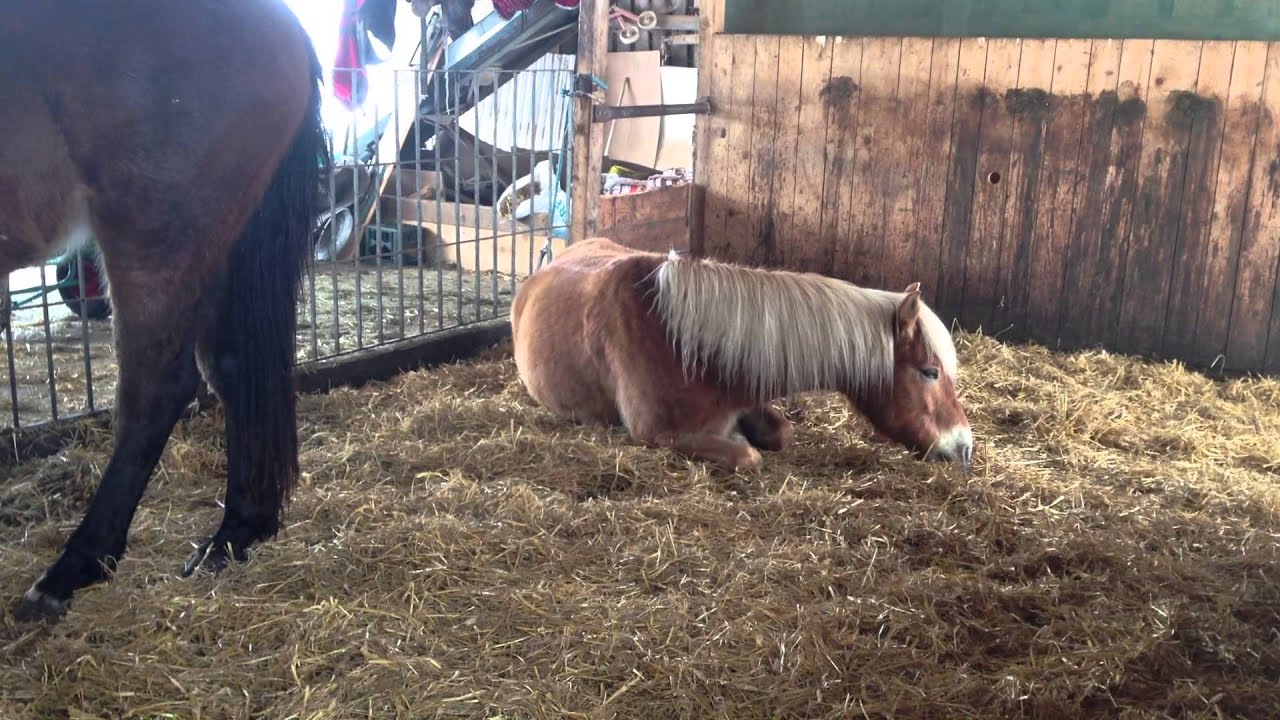 Horse eats hay while lying down 22.02.2013 YouTube