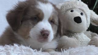 Australian Shepherd Welpe sucht ein Zuhause: Dark Red Merle Rüde 6 Wochen alt by Miley Der Shepherd 637 views 4 years ago 1 minute, 4 seconds