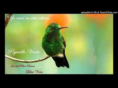 Pajarillo Verde: Josè