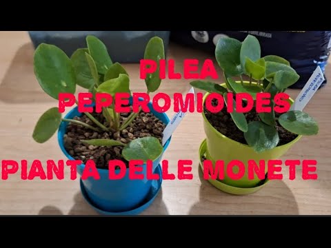 Pilea Peperomioides -
