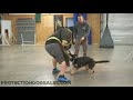 Elite Super Dog Training @protectiondogsalesPDS  &quot;Ranger&quot; 9 MO German Shepherd Protection Training