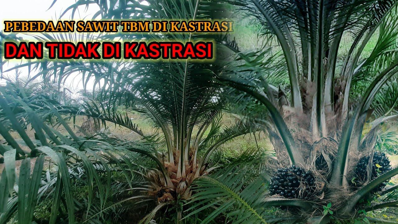 Perbedaan Sawit Saat di Kastrasi dan Tidak di kastrasi