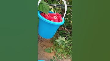 توت البري #القرآن_الكريم #سورة_البقرة #آية_الكرسي