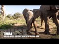 Timisa - An Orphaned Elephant Calf that joined the Jabulani Herd in 2016