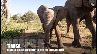 Timisa - An Orphaned Elephant Calf that joined the Jabulani Herd in 2016