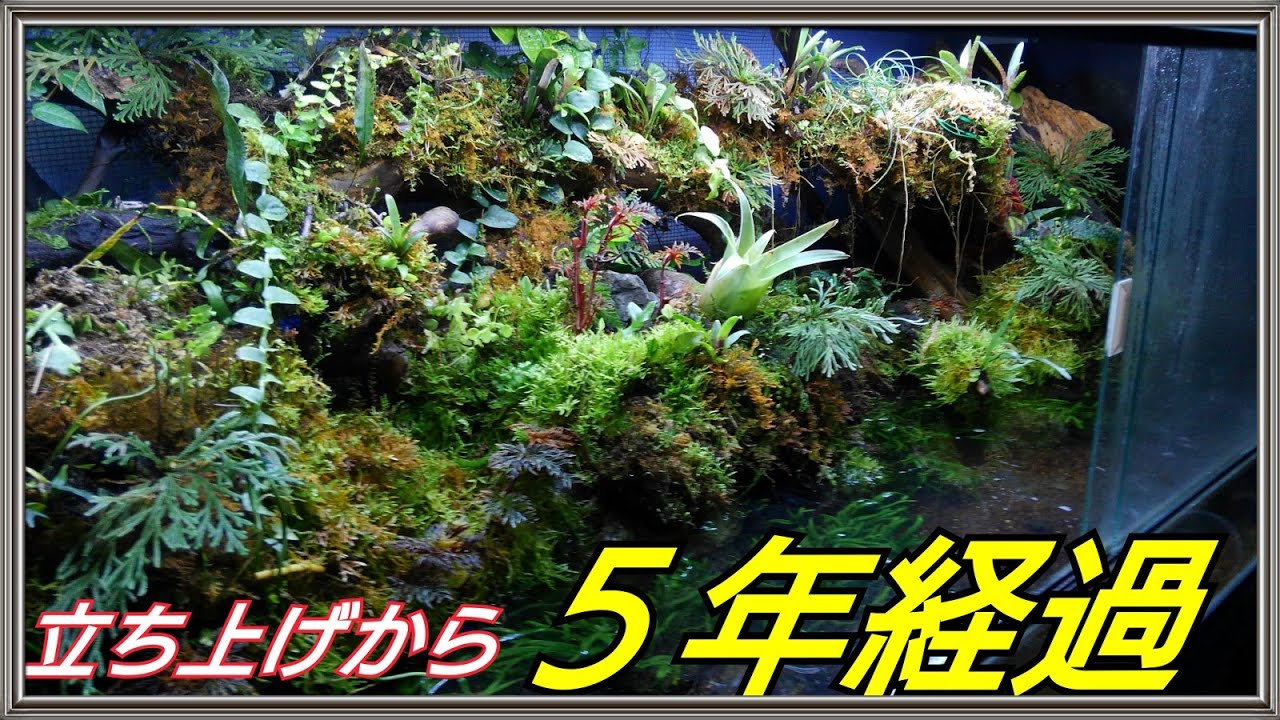 無加温・巨大アクアテラリウム - YouTube