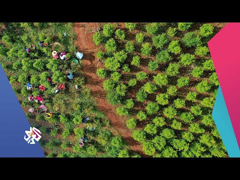 شاهد كيف تزرع وتحصد الكوكا في كولمبيا نبتة الكوكايين شبابيك
