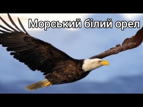 Білий орел на полюванні