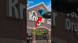 Birds at Kroger Stores