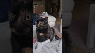 Watch Her Tap Me To Get My Attention