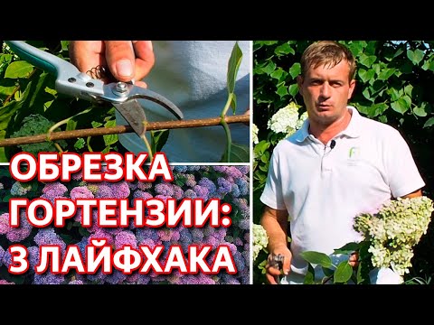 Видео: Когда обрезать гортензию. Как обрезать гортензию осенью. Правильная обрезка гортензии осенью.