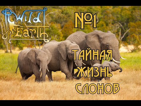 Wild Earth - Фото-сафари - Тайная  жизнь слонов #1 🐒