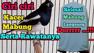 ciri ciri Kacer mendekati masa mabung