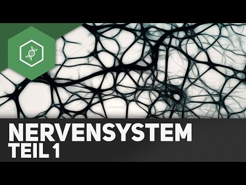 Nervensystem Teil 1: Aufbau Nervenzelle, Nervensysteme – Abi Special