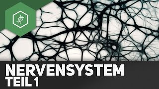 Nervensystem Teil 1: Aufbau Nervenzelle, Nervensysteme – Abi Special