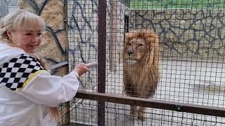 ❤️Лев Витя_Муфаса рыком передаёт вам привет! #animals #lions #левВитя