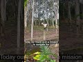Jungle survival skills from a master cat #cat #parkour #survival