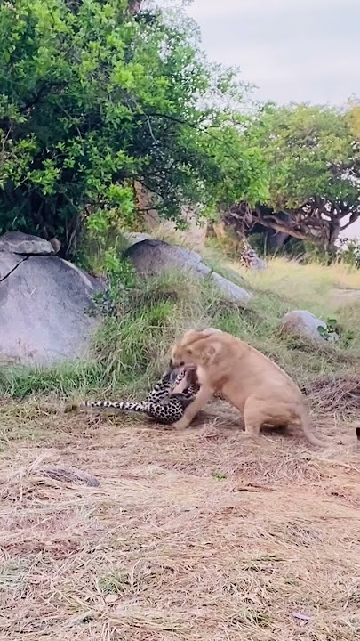 lion vs Leopard! #wildlife #animals #bigfive #safari #traveltoafrica #lion #leopard #kruger #fyp