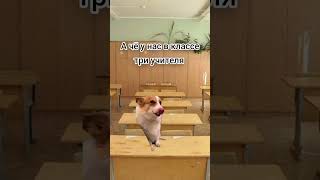 Впр По Русскому #Рек #Реки #Мемныекоты #Котики #Рекомендации #Коты #Топ #Meme #Fyp