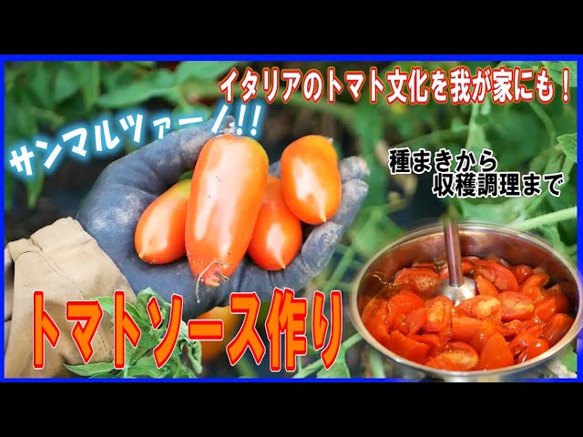 サンマルツァーノトマトソース作り 種まき 調理まで イタリアのトマト文化を我が家にも Youtube