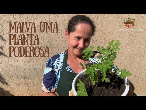 Vídeo: Como Cuidar Da Malva