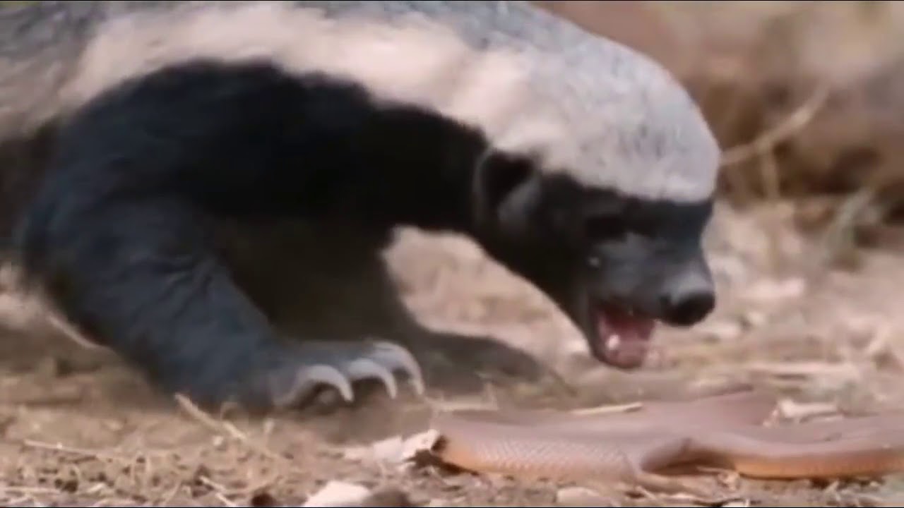 OMG! Honey Badger hunting snake to eat. YouTube