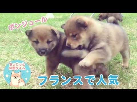 フランスでも大人気の柴犬さん。フランスの犬舎に住む柴犬さんをちょこっと深掘り♡【ちょこっと休憩タイム】