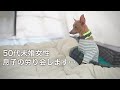 【50代、未婚、子無し】病院続きで疲れ果てたシニアの子鹿犬をいたわる休日【ミニピン／元保護犬】