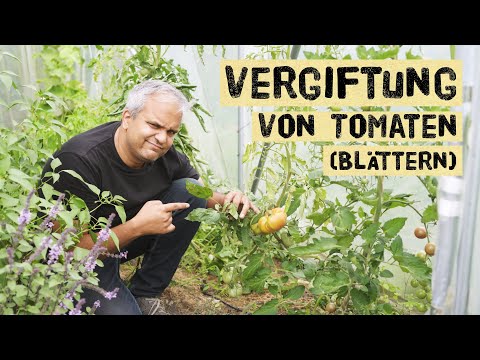 Tomatenvergiftung - sind