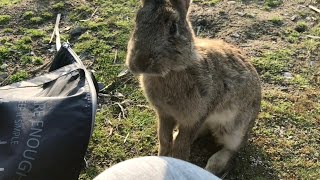 Download Lagu Het konijn dreigde: \ MP3