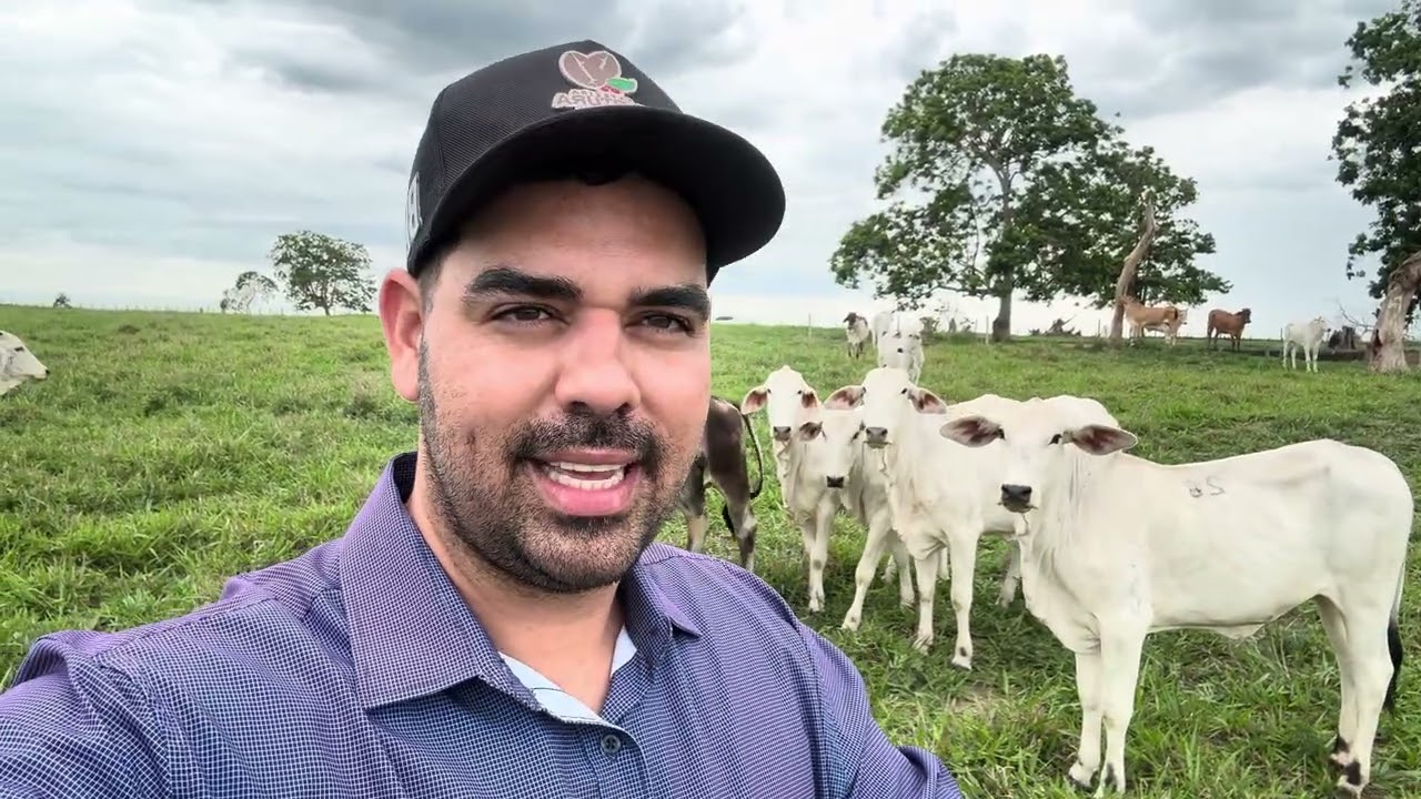 Engorda de novilhas a pasto! Maiores problemas na transição seca x Águas 