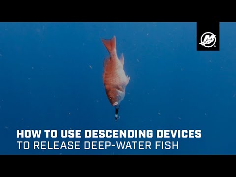 How to Use Descending Devices to Release Deep-Water Fish 