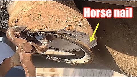 Loco Satisfactorio: Recorte de cascos de caballo-Reemplazo de una nueva herradura
