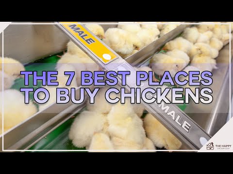 Video: Kan du få høns i danbury ct?