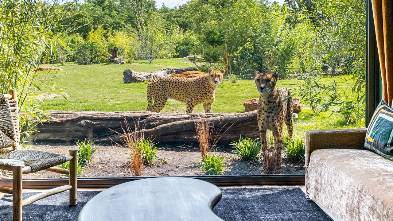 Dormir avec les guépards et les lions ? C'est possible au Zoo de La Flèche YouTube Dormir avec les guépards et les lions ? C'est possible au Zoo de La Flèche YouTube