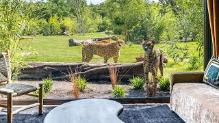 Dormir avec les guépards et les lions ?