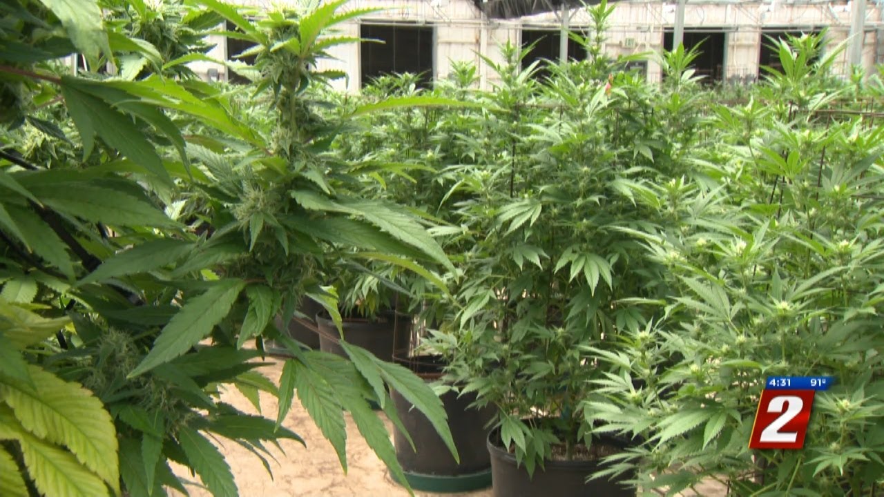 Cannabis Consumption Lounges In Nevada Close To Reality