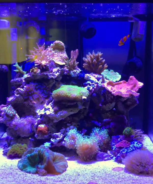 30 gallon nano reef aquarium system youtube 30 gallon reef tank lighting