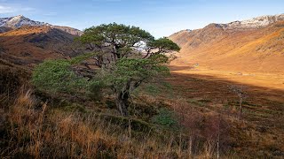 Saving Scotland's oldest pines