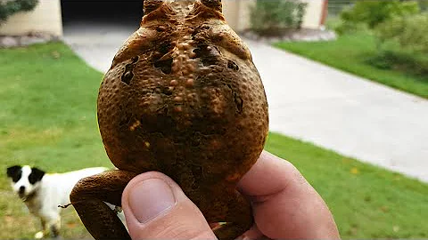 Can baby cane toads kill dogs?