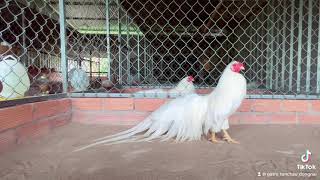 Gà Tre Tân Châu Nhạn Đẳng Cấp